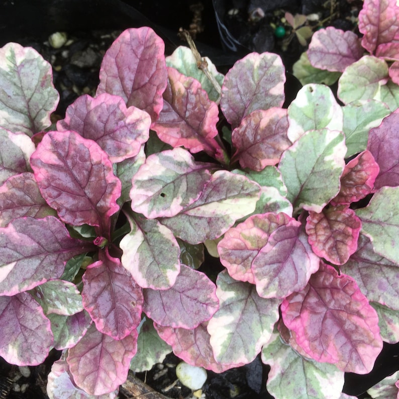 Ajuga 'Burgundy Glow' Starter Plant - Burgundy Groundcover - Shade Tolerant - Bugleweed - Live Plant in 2.5" Pot - Free Shipping