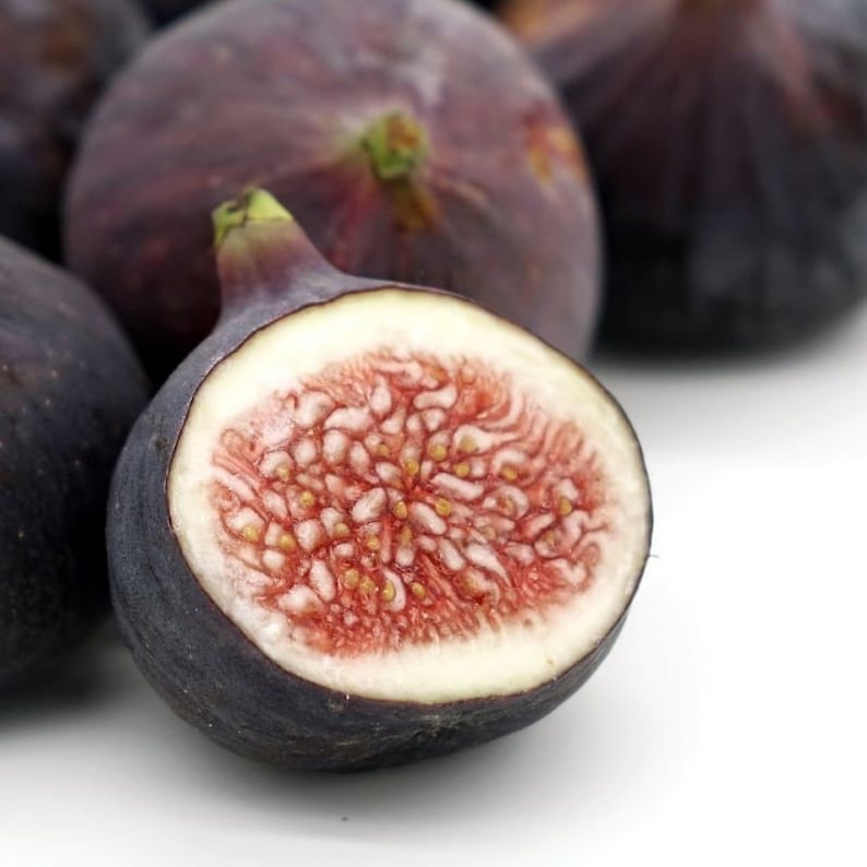 Black Mission Fig Tree Starter Plant 6-8" Ficus Carica Sweet Franciscana Non-GMO Pesticide Free Self-Pollinating