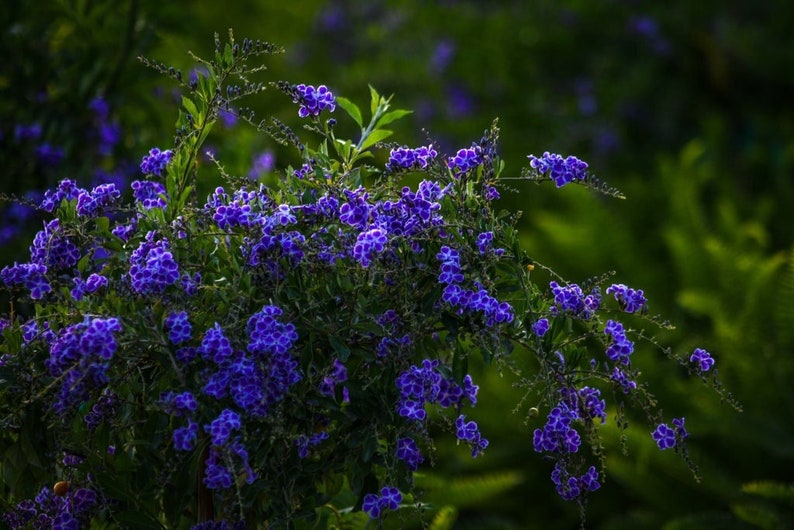 Duranta Sapphire Showers Plant - 3 Gallon Live Flowering Bush - Purple Flowers - Duranta erecta - Outdoor & Indoor Plant