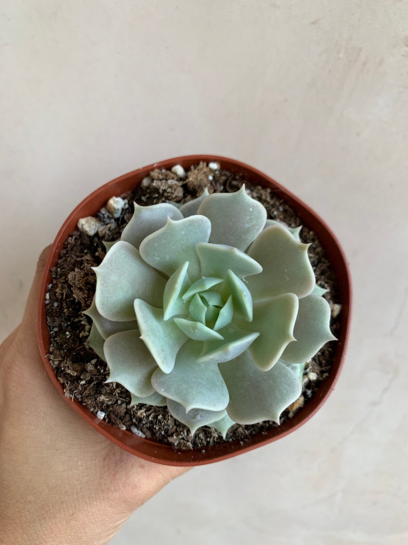 Echeveria 'Lola' Succulent Plant - 4” Live Succulent in Plastic Pot - Perfect for Indoor Garden Decor