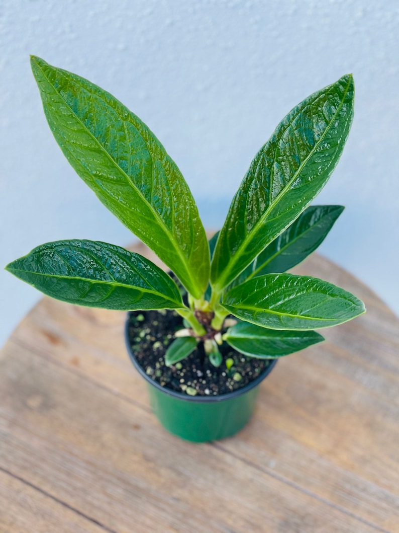 LIVE 4 Inch Pot Anthurium Cobra Houseplant, Rare Bushy Indoor Plant, Unique Air-Purifying Beauty, Anthurium andraeanum
