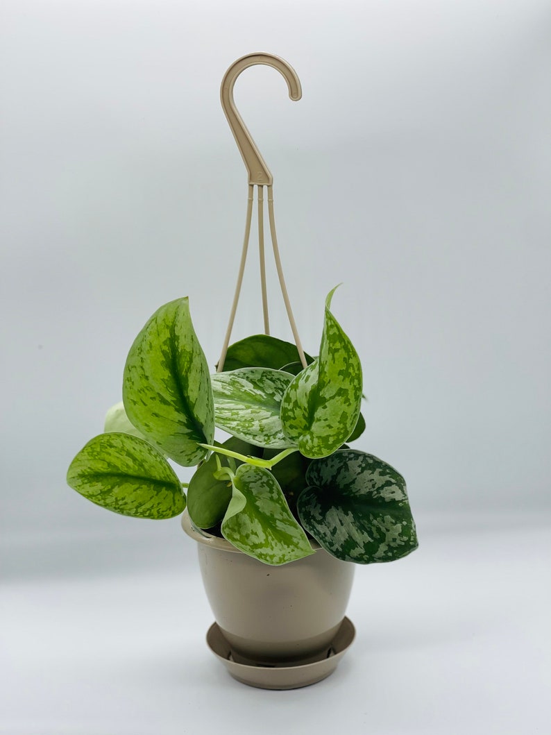 LIVE Silver Satin Exotica Scindapsus Pictus 4.5" Hanging Basket - Silvery Ann Velvet Leaves, Variegated Houseplant