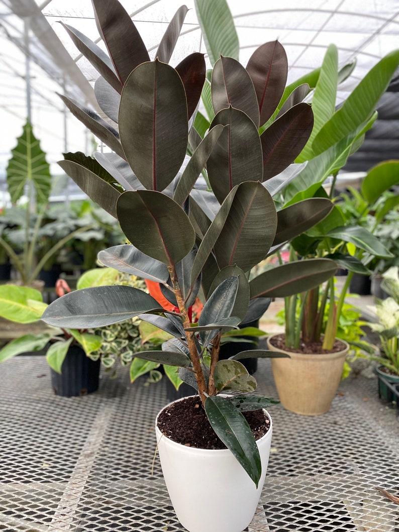ficus plant air purifier Ficus Elastica Burgundy 'Rubber Tree' 12"
