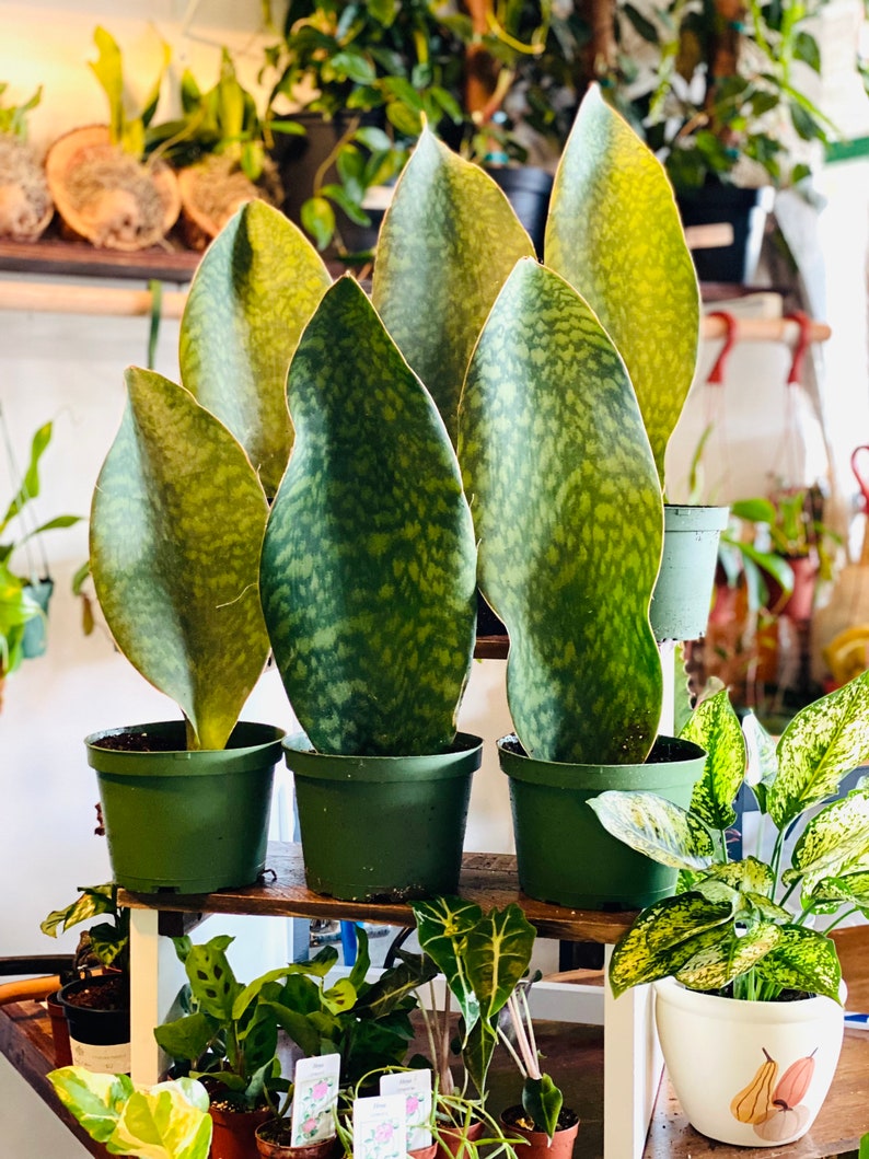 whale fin sansevieria seeds Whalefin Plant - Live Sansevieria Masoniana - Large 6” Pot - Rare Whale Fin - Black and Green Coloring