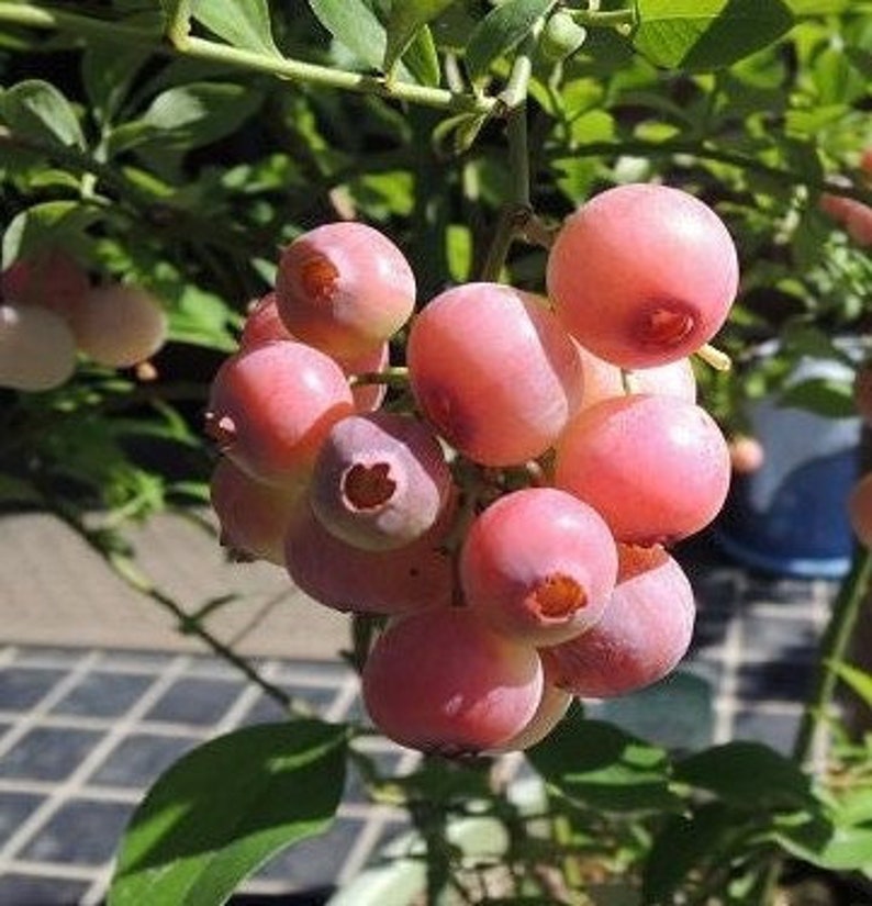 Florida Rose Blueberry Plant 4-6 inch Live Vaccinium 'Florida Rose' Pesticide Free Non-GMO Delicious Fruit Starter Plant