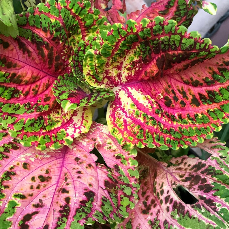 Coleus Seeds Packet - 15 Rare Kong Salmon Pink Seeds, Vibrant Ornamental Plant, Solenostemon scutellarioides for Indoor & Outdoor Gardening