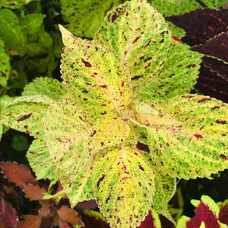 Coleus Seeds - 15 Pack Mardi Gras Variety - Colorful Ornamental Plant - Solenostemon scutellarioides - Rare Garden Seeds