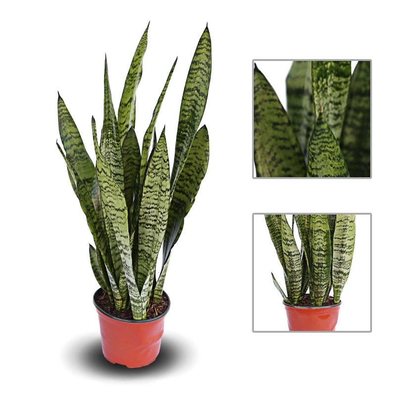 LIVE 6” Snake Plant Robusta | Sansevieria | Indoor Office Plant | Sympathy & Memorial Gift | Air-Purifying Houseplant