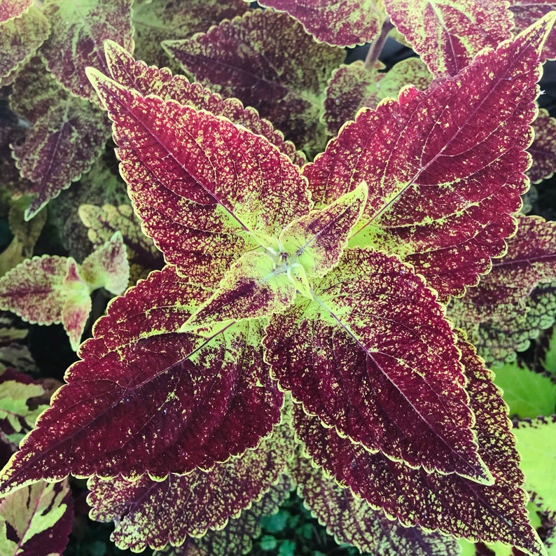Coleus Seeds Packet - Florida Sunshine - Vibrant Ornamental Plant - Solenostemon scutellarioides - 15 Rare Seeds for Planting