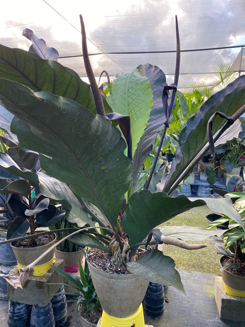 anthurium purple houseplant Anthurium Hookeri Birds Nest Plant - Rare Exotic Variety