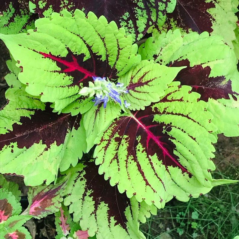 Coleus Seeds Packet - 15 Seeds, Kong Red Variety, Solenostemon scutellarioides, Vibrant Indoor/Outdoor Ornamental Plant
