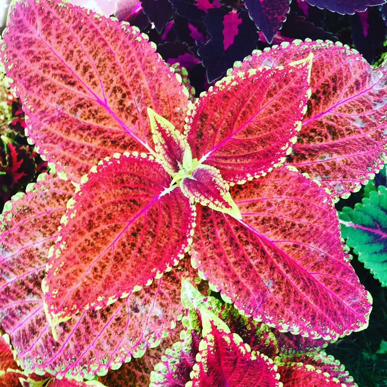 Coleus Seeds - 15 Pack Rustic Red Ornamental Plant - Solenostemon scutellarioides - Vibrant Indoor/Outdoor Gardening Gift