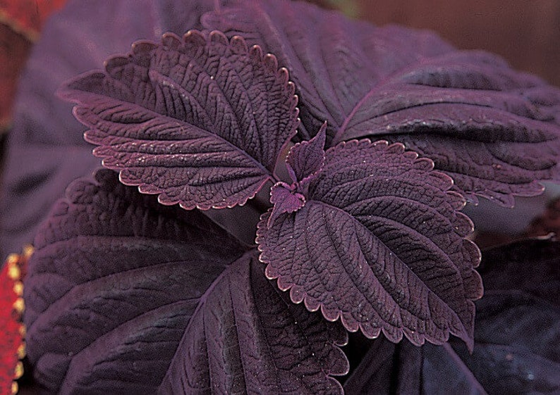 Coleus Seeds Packet (15) Giant Exhibition Palisandra, Rare Ornamental Plant, Solenostemon scutellarioides, Vibrant Purple-Black Leaves