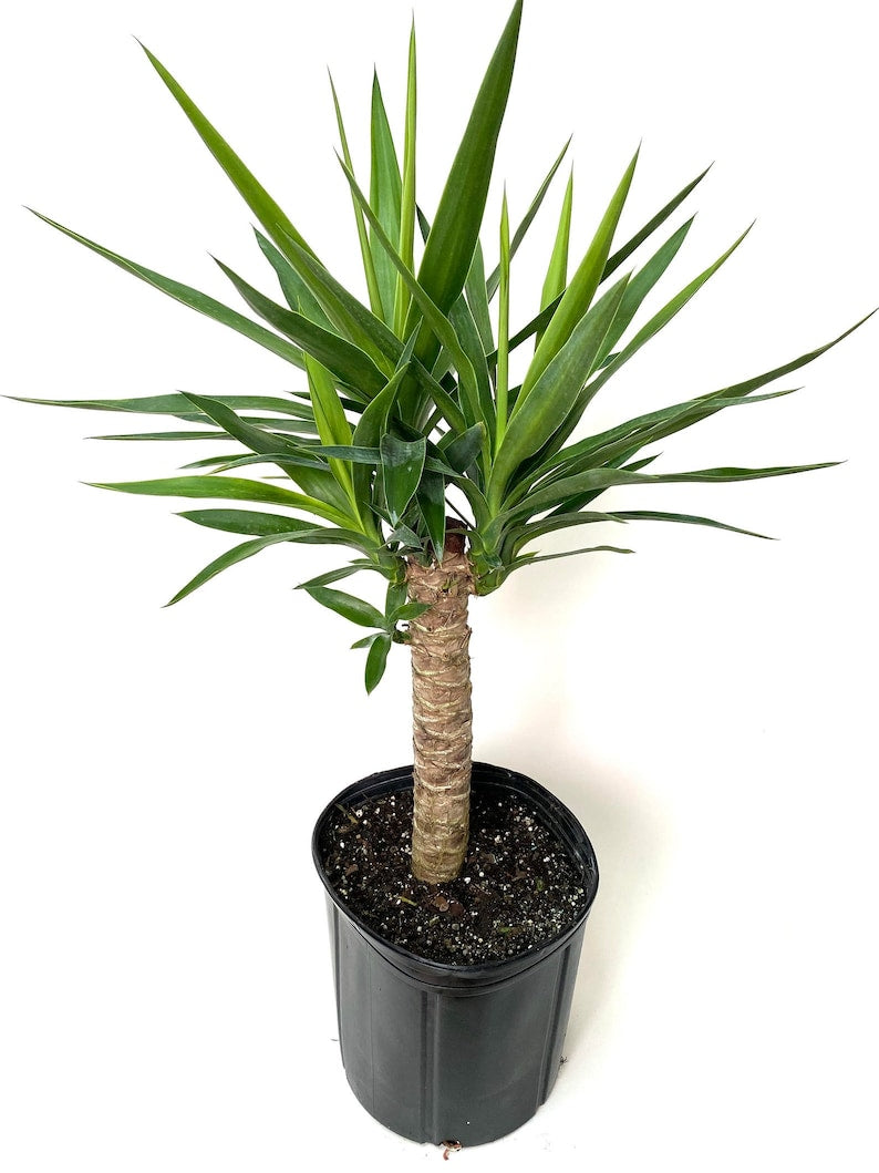 difference between yucca and dracaena Dracaena Yucca Cane Plant - Yucca Gigantea Single Stem