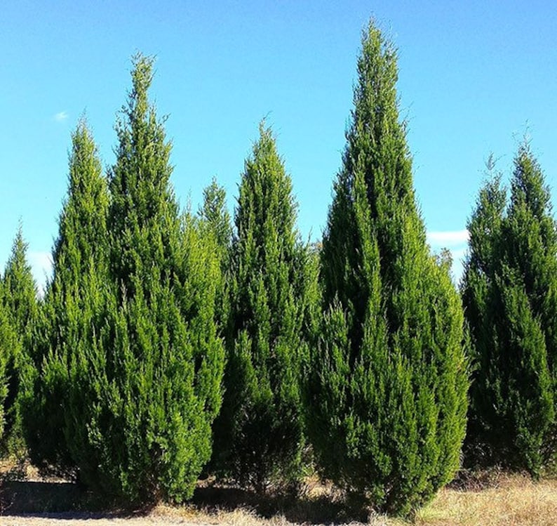 Fast Growing Evergreen Tree - Brodie Eastern Red Cedar - Juniperus virginiana ‘Brodie’ - Dense Columnar Privacy Cypress