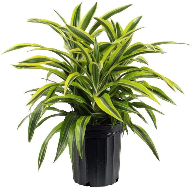 Dracaena Warneckii Plant - Lemon Lime - Dracaena fragrans - Indoor Houseplant - Easy Care - Vibrant Green & Yellow Leaves