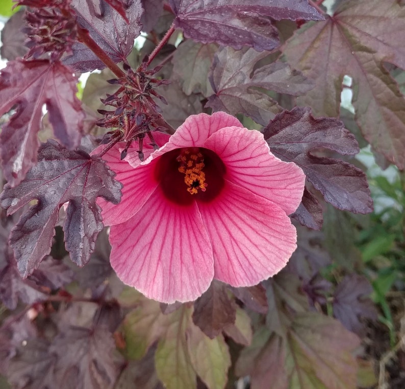 Cranberry Hibiscus Live Starter Plant 6-8 Inch "Hibiscus acetosella" - Edible Deep Purple Foliage, Non-GMO, Pesticide Free