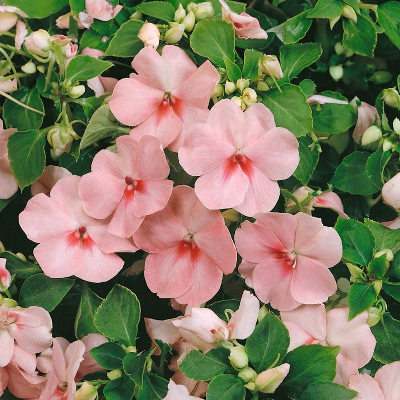 Impatiens Seeds - 30 Pack - Walleriana Baby Pink - Impatiens walleriana