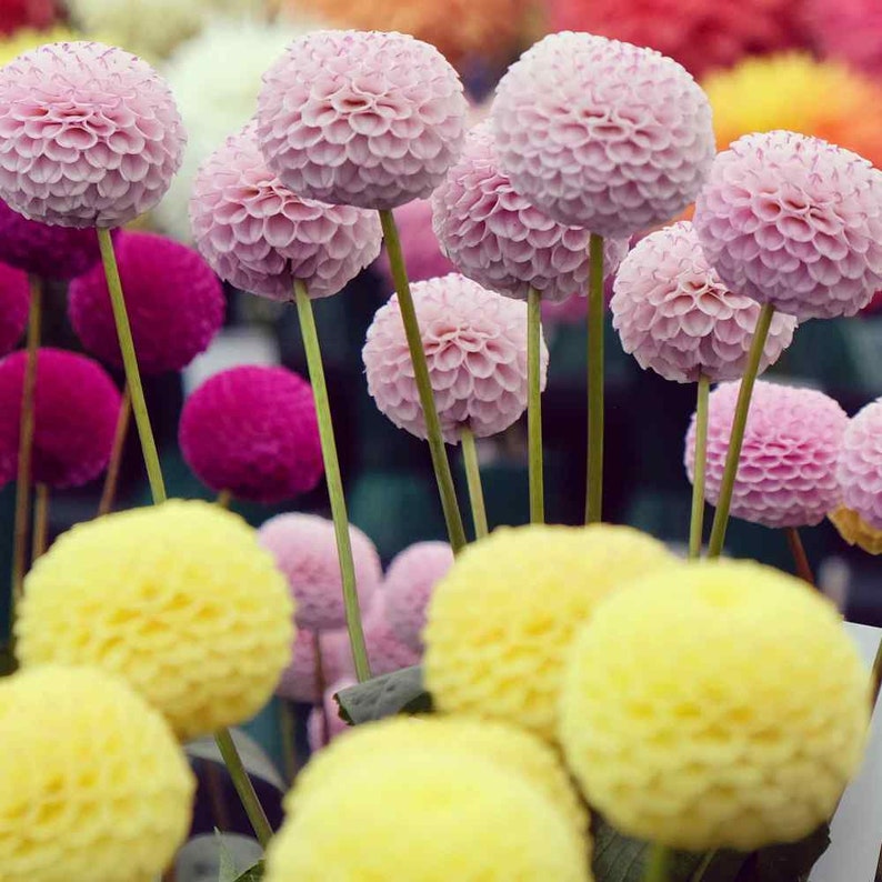 Dahlia Seeds - 30 Count Pompon Color Mix - Dahlia Variabilis - Double-Flowered Annual Flower Seeds for Garden Planting