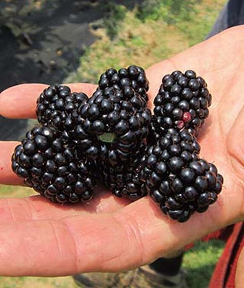 Blackberry Plant Starter - 4-6 inch Big Daddy Thornless Berry Bush - Rubus hybrid - Live Plants for Sale