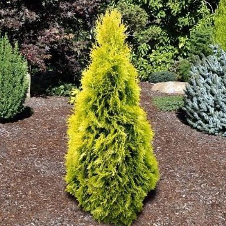 Yellow Ribbon Arborvitae Tree - Golden-Yellow Foliage - Thuja occidentalis 'Yellow Ribbon' - Hardy Evergreen for Small Spaces