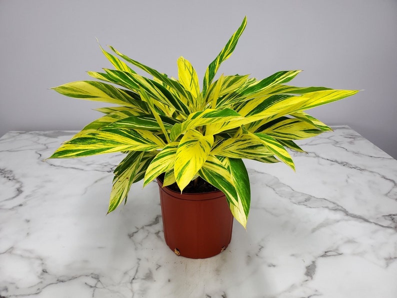 Live Variegated Ginger Plant, 14-18" Tropical Foliage, Alpinia zerumbet, Indoor/Outdoor Houseplant, 3 Gallon Pot
