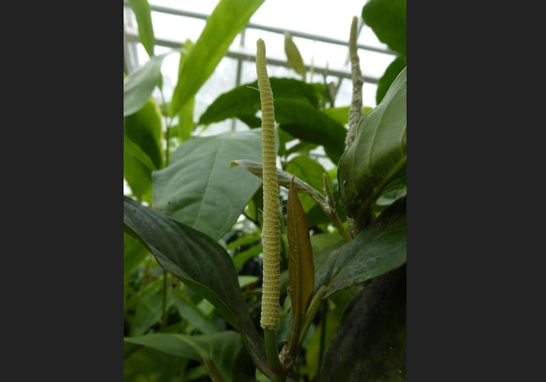 Kava Plant Live Starter 5-8 Inch Very Rare "ISA" Variety - Piper methysticum Herb for Relaxation and Wellness