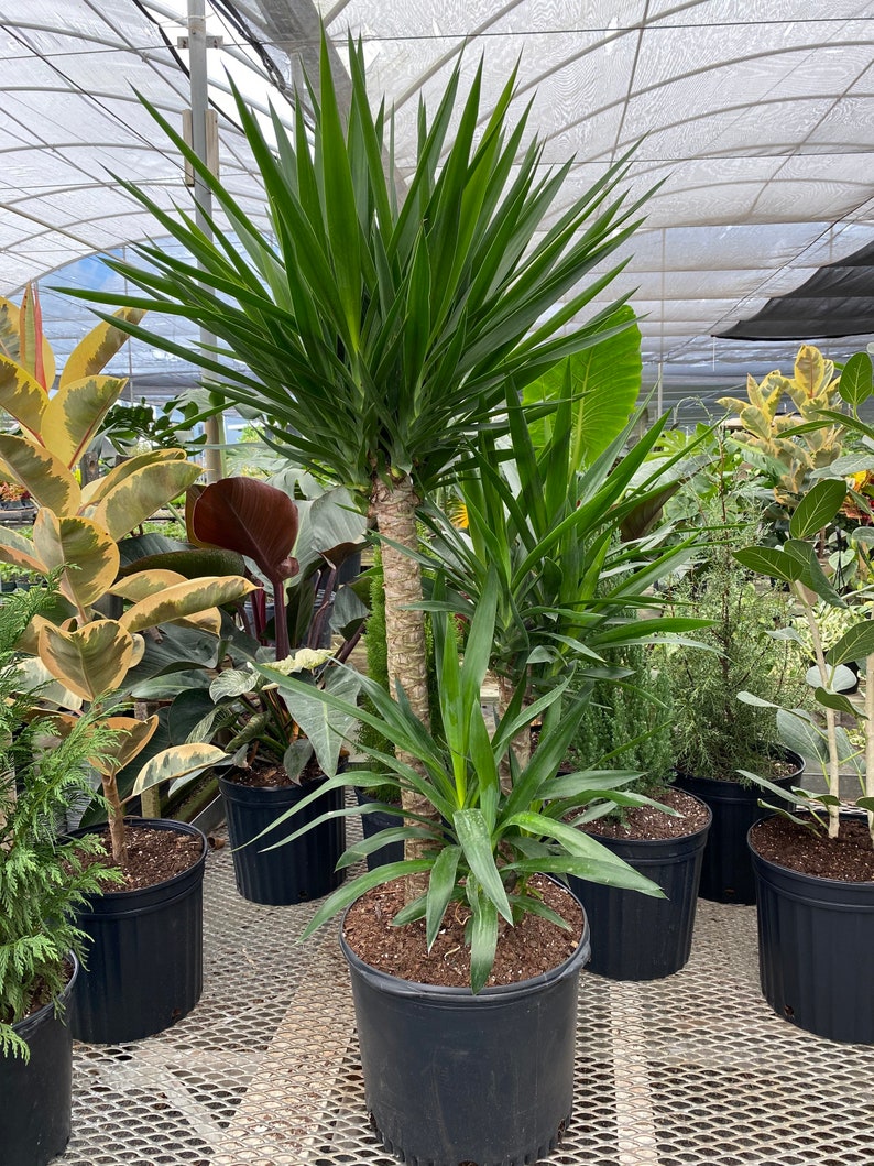 yucca vs dracaena Dracaena Yucca Cane 3 Stem Staggered Indoor Plant, Yucca Gigantea