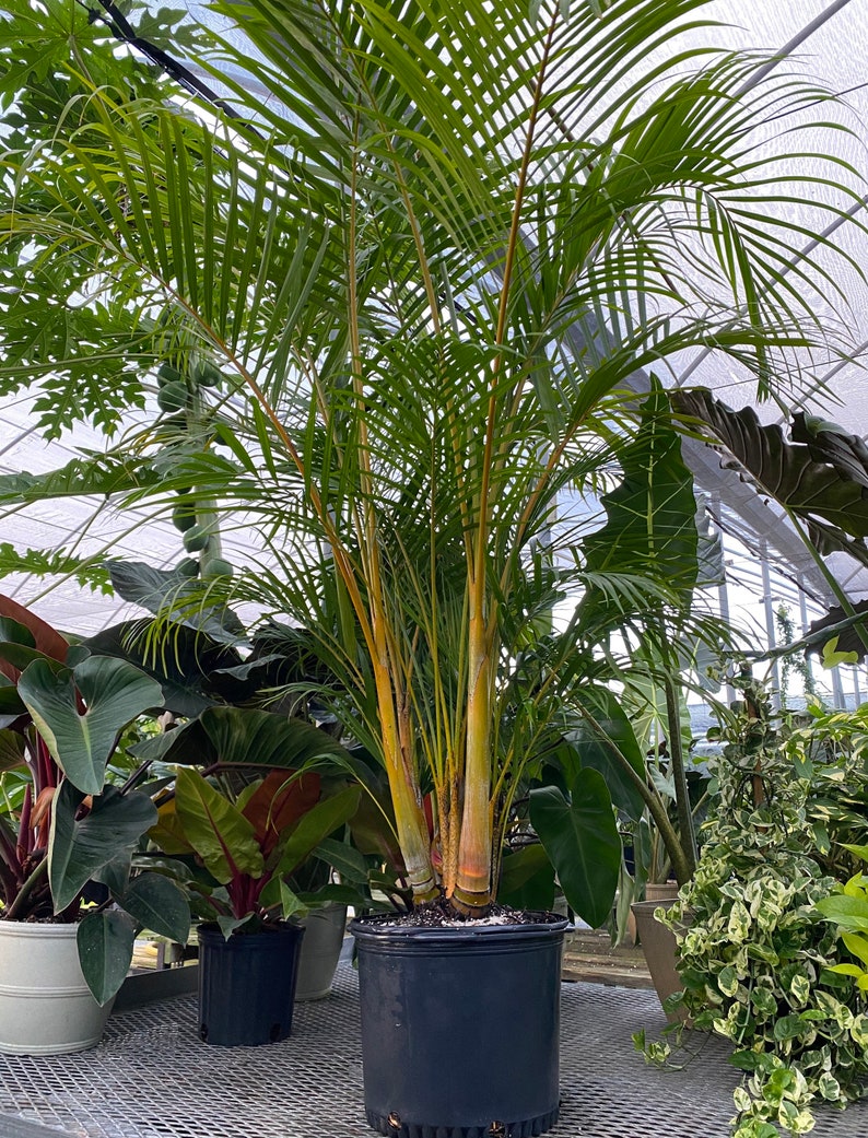 air purifying areca palm Areca Palm Plant - Golden Cane - Dypsis Lutescens