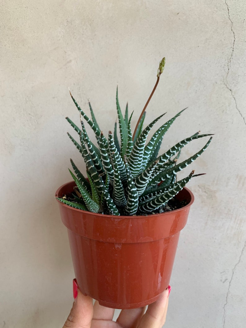 4" Zebra Haworthia Plant, Live Succulent, Easy Care Indoor Plant, Haworthia fasciata, Shipped in Nursery Pot