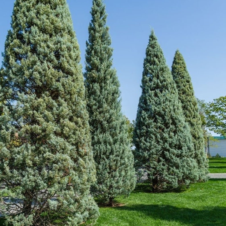 Carolina Sapphire Cypress Tree - Fast Growing Evergreen, Blue Foliage, Cupressus Arizonica 'Carolina Sapphire'