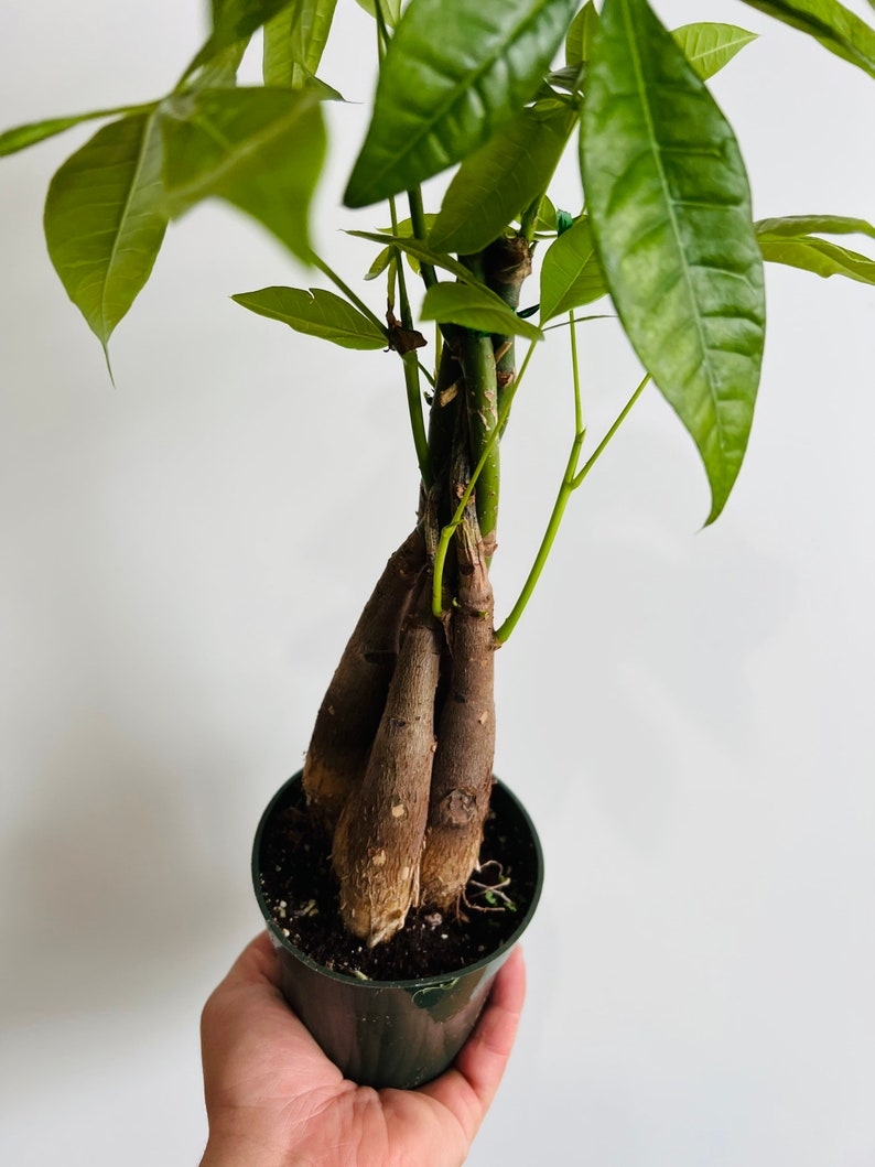 Money Tree Plant - Braided - Pachira aquatica - Easy Care Tropical Houseplant - Indoor Foliage Plant for Home Decor