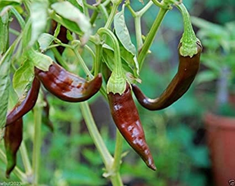 Aji Panca Pepper Plant - Organic Live Chilli - Mild Smoky Flavor - Capsicum Chinense - 100% Peruvian Variety