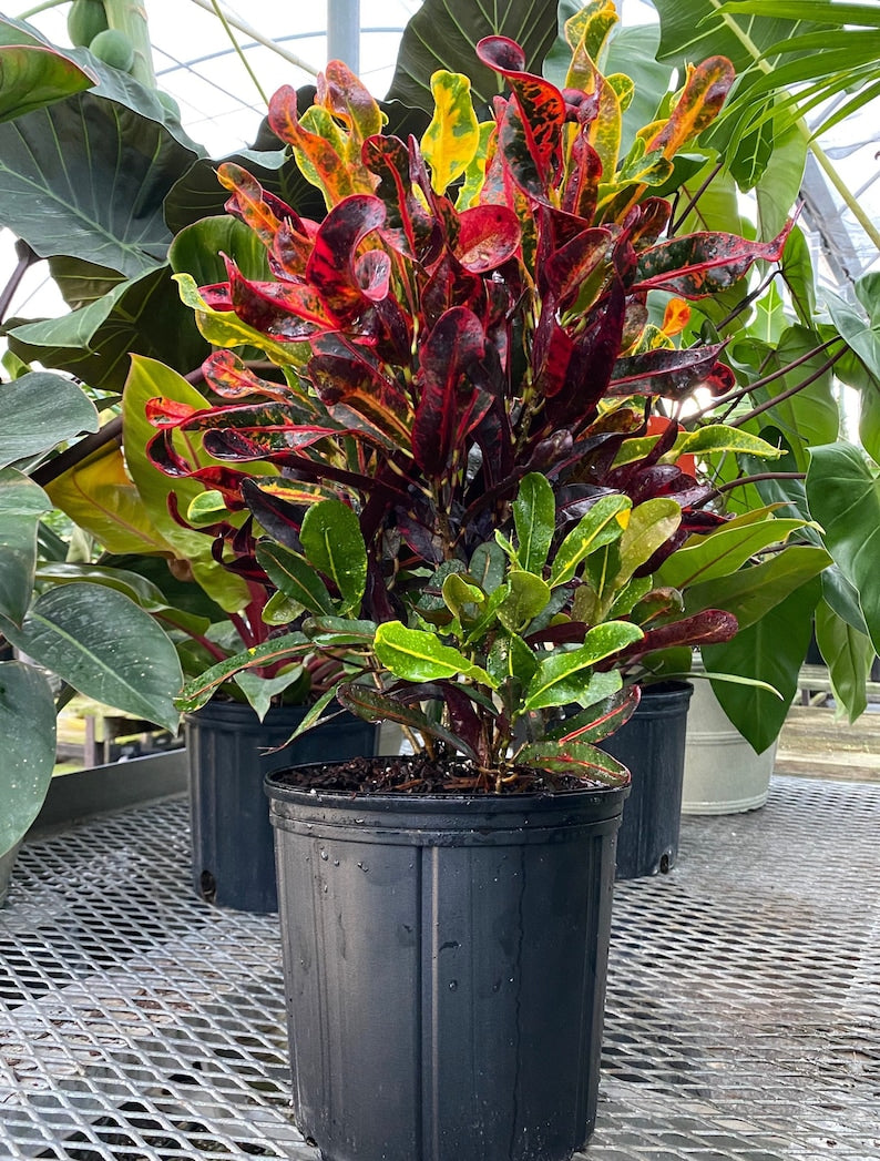 mammy croton outdoors Croton Mammy Red Plant - Live Tropical Indoor/Outdoor Shrub