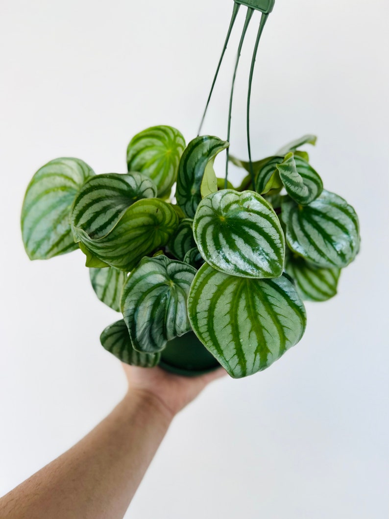 watermelon hanging plant Watermelon Peperomia Live Plant in 6" Hanging Basket