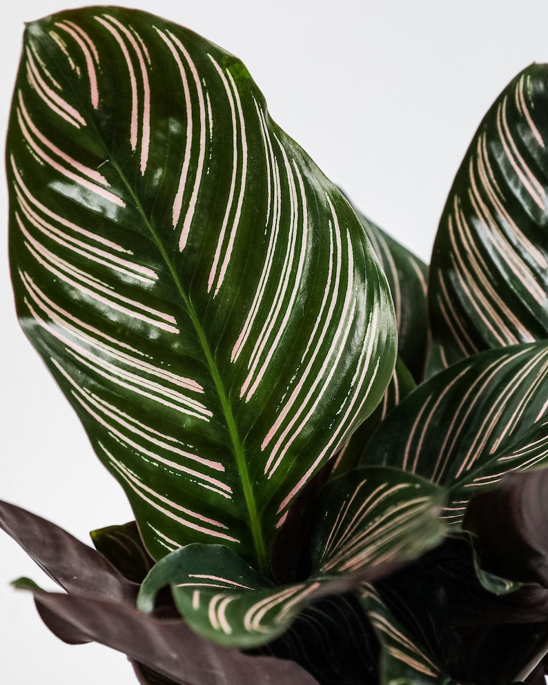 prayer plant air purifier Calathea Pink Stripes Prayer Plant - Indoor Air Purifier - Calathea Ornata