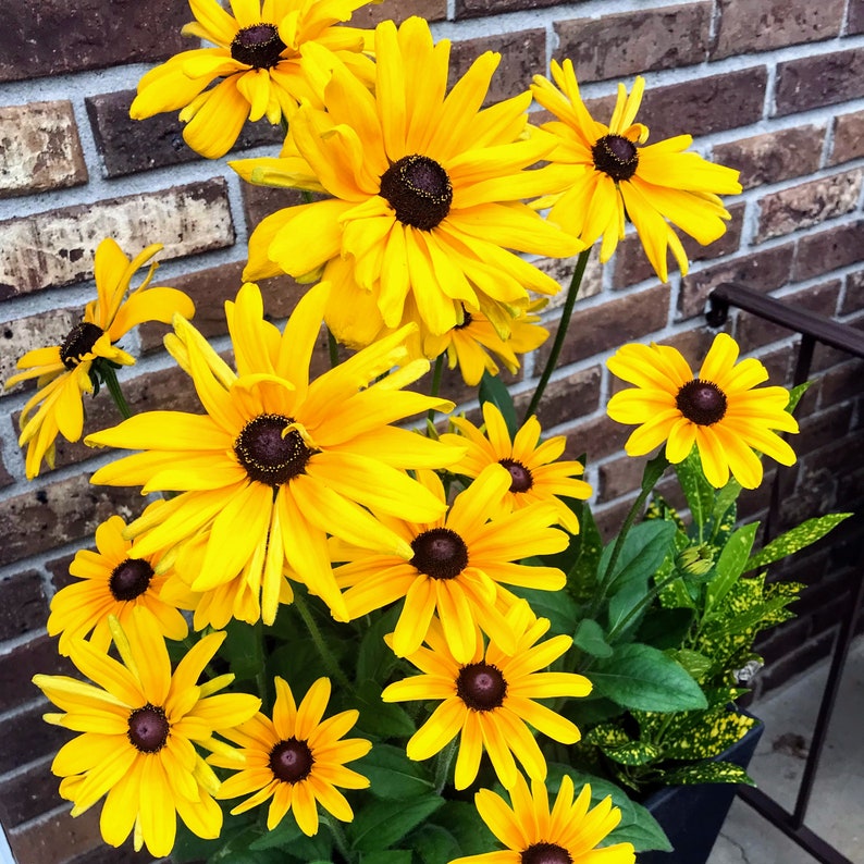Rudbeckia Hirta Seeds - Indian Summer Variety - 30 Pack - Large Orange-Yellow Flowers - Gloriosa Daisy