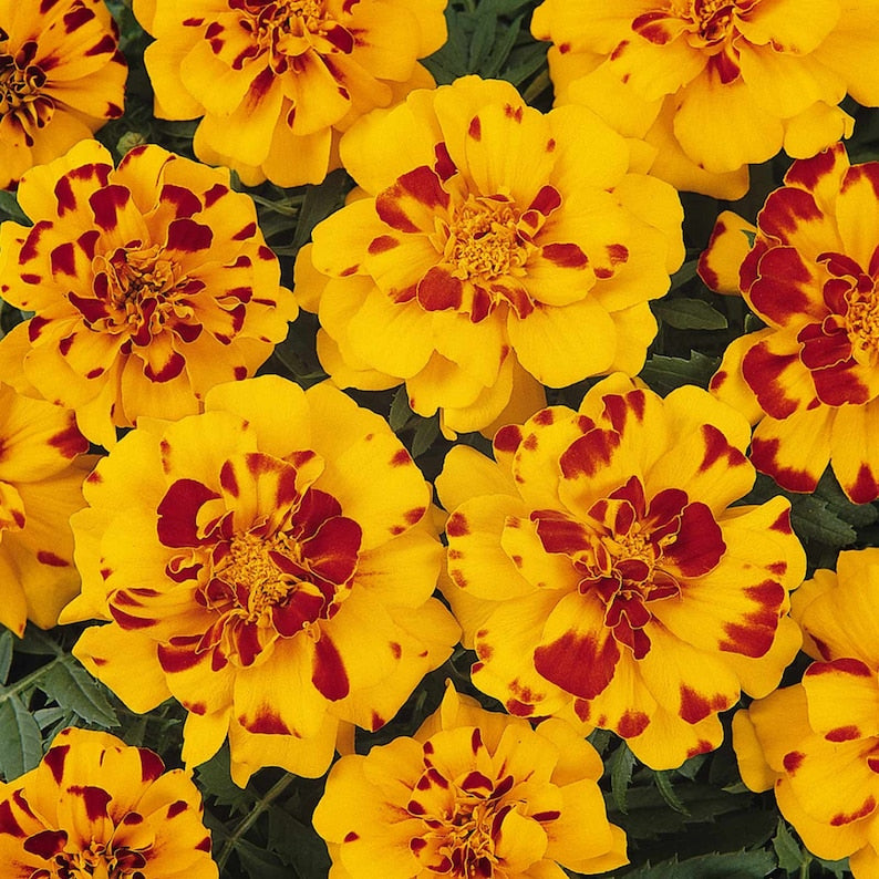 Marigold Seeds Packet - Durango Bolero Variety - Bright Yellow & Red - Tagetes Patula - 25 Rare Flower Seeds