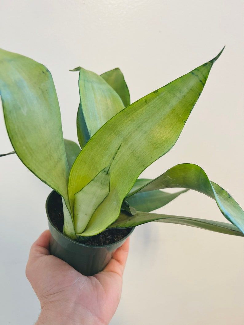 Sansevieria Moonshine Plant - 3” or 4” Silver Snake Plant - Air Purifying Indoor Plant - Live Houseplant for Easy Care