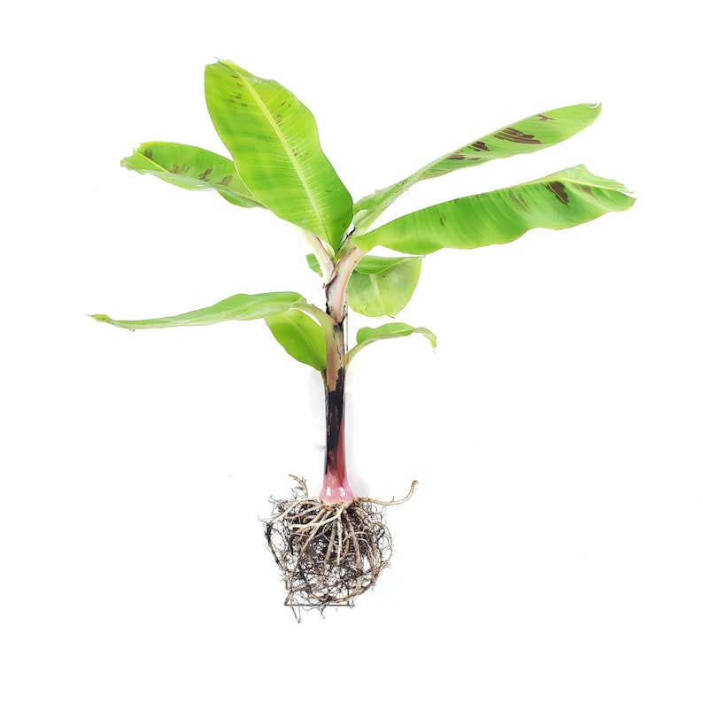 Dwarf Cavendish Banana Plant - Bare Root - Musa acuminata - Small Tropical Fruit Plant for Pot or Garden