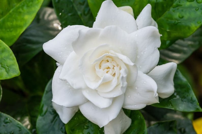 Gardenia Plants 2” 4 Pack Veitchii Fragrant Blooms Gardenia Jasminoides