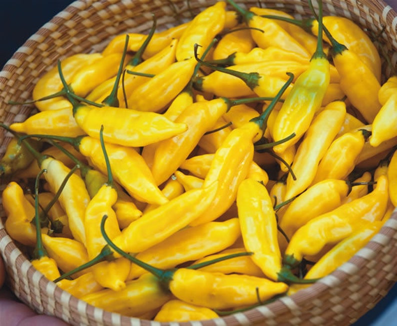 Aji Limo Pepper Plant - 24" Live Peruvian Pepper - Capsicum baccatum - Pre-order March 2025 - Very Hot Lemon Drop Flavor