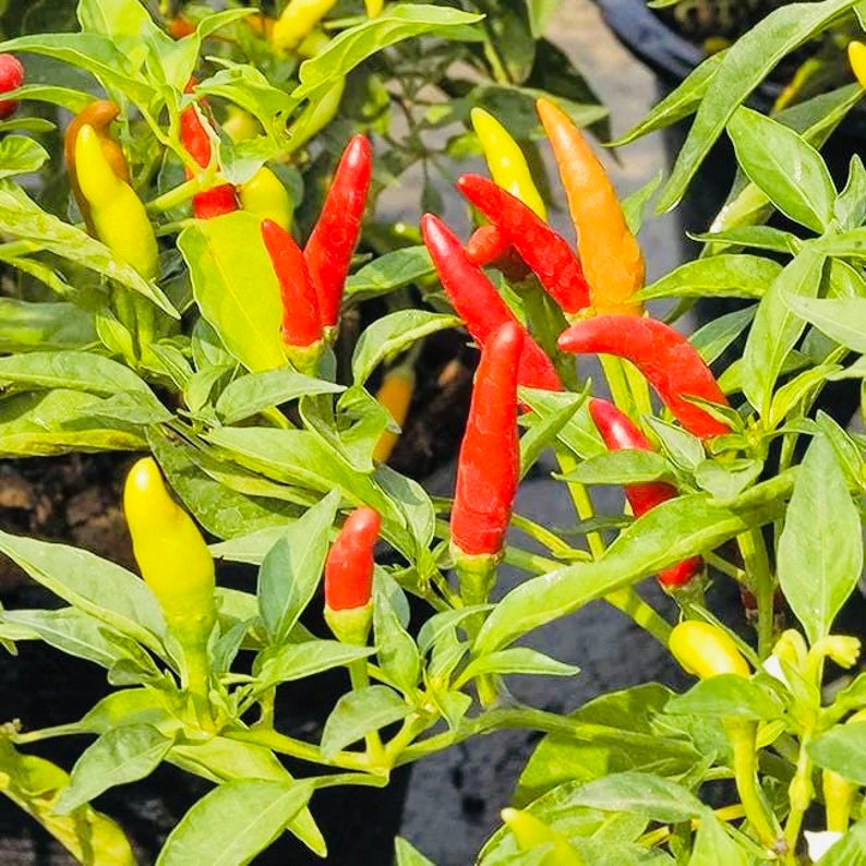 Live Tabasco Pepper Plant - Heirloom Variety - Capsicum frutescens - Very Hot, Smoky Flavor, Perfect for Sauces and Containers