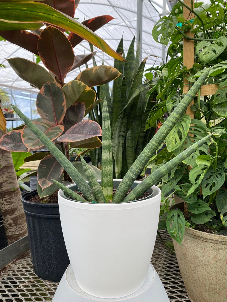 Sansevieria Starfish Live Plant, Boncel Cylindrica, Snake Plant for Low Light, Air Purifying Indoor Plant, Easy Care