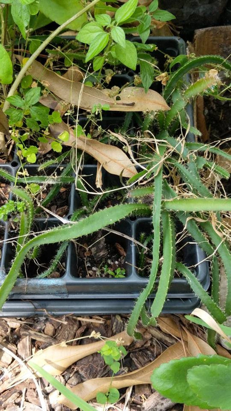 Yellow Dragon Fruit Seedlings Lot of 2 - Super Sweet Florida Variety - 8 to 10 Inches - Healthy Cactus Plants