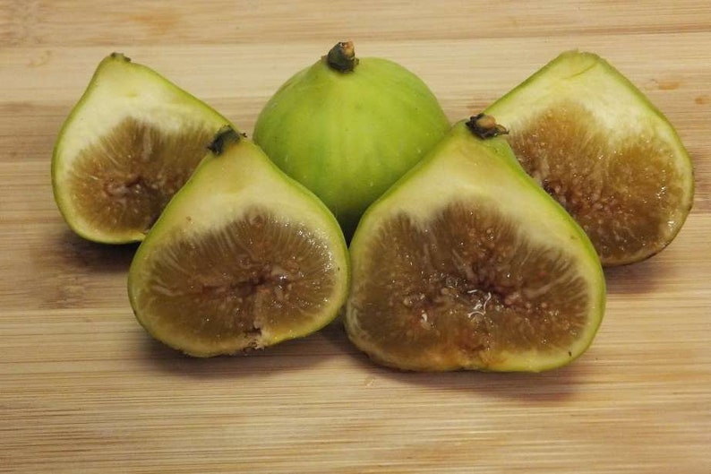 LSU Gold Fig Tree Plant 6-8 Inch Ficus Carica Sweet As Sugar Baby Non-GMO Pesticide Free Fast-Growing Fruit Tree