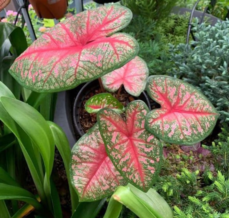 Radiance Caladium Bulbs (2) - Fancy Leaf, Pink & White Variegated - Indoor/Outdoor Perennial Plant - Alocasia x Amazonica