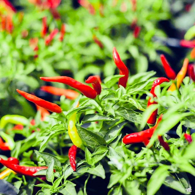 Live Thai Super Chili Pepper Plant - Capsicum Annuum - Medium Heat - Fruity  Flavor
