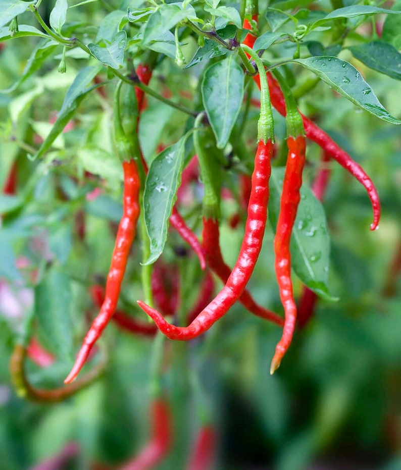 Chile de Arbol Pepper Seeds (10) - Capsicum Annuum - Hot Red Chili for Salsas, Sauces, and Cooking - 15,000-30,000 SHU