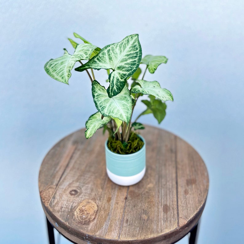 LIVE White Butterfly Syngonium Plant in Ceramic Pot, Syngonium Podophyllum, Elegant Indoor Tropical Decor, Perfect Gift for Her